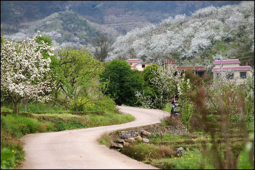 【春天，广西桂林灌阳县向您发出邀请！】我们在灌阳看梨花 - 游山玩水 - 凉山生活社区 - 凉山28生活网 liangshan.28life.com