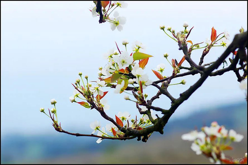【春天，广西桂林灌阳县向您发出邀请！】我们在灌阳看梨花 - 游山玩水 - 凉山生活社区 - 凉山28生活网 liangshan.28life.com