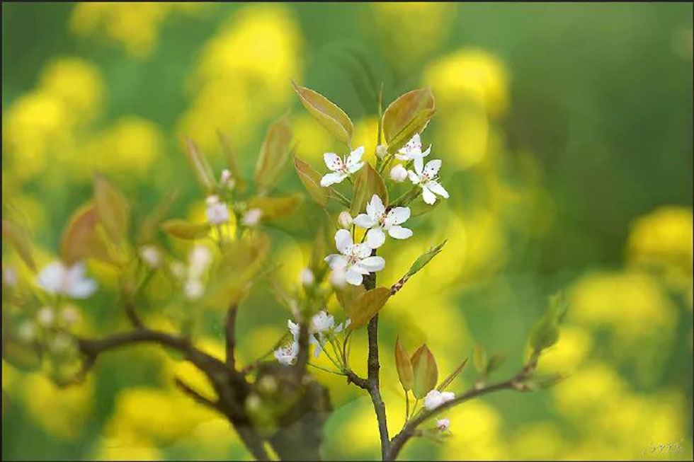 【春天，广西桂林灌阳县向您发出邀请！】我们在灌阳看梨花 - 游山玩水 - 凉山生活社区 - 凉山28生活网 liangshan.28life.com