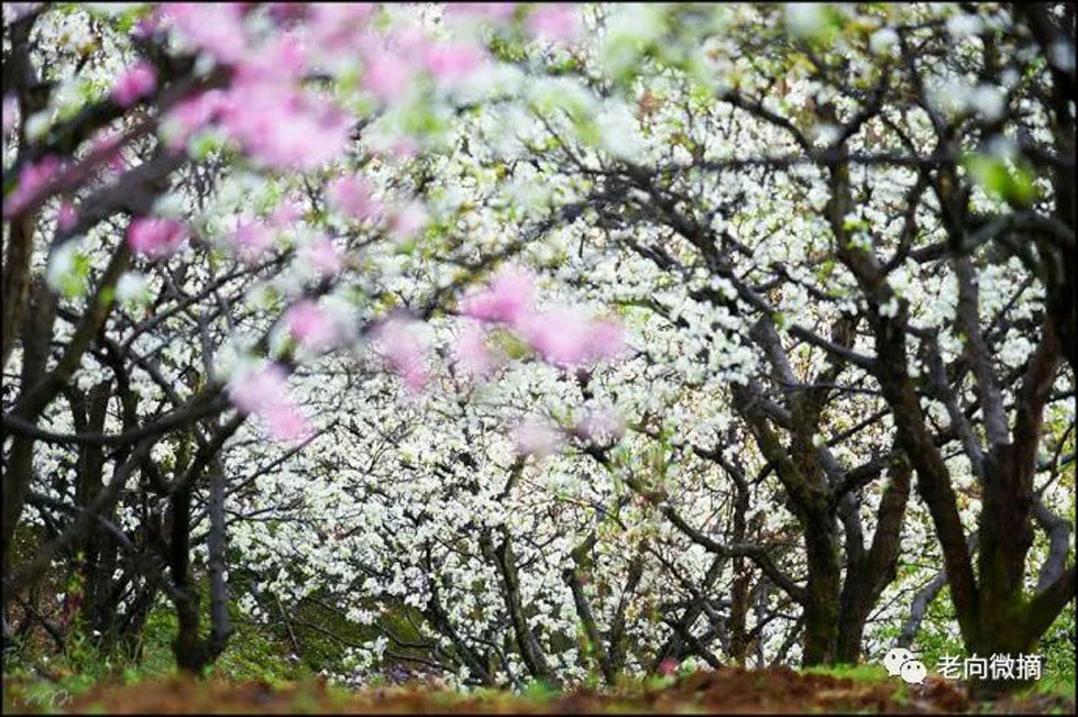 【春天，广西桂林灌阳县向您发出邀请！】我们在灌阳看梨花 - 游山玩水 - 凉山生活社区 - 凉山28生活网 liangshan.28life.com