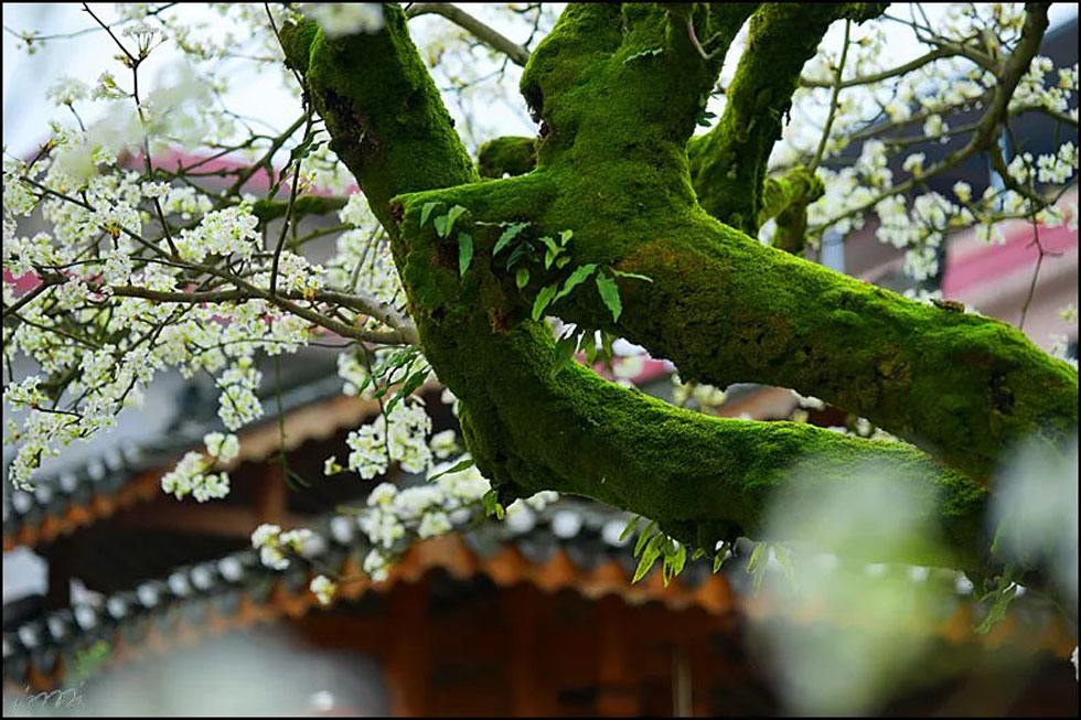 【春天，广西桂林灌阳县向您发出邀请！】我们在灌阳看梨花 - 游山玩水 - 凉山生活社区 - 凉山28生活网 liangshan.28life.com