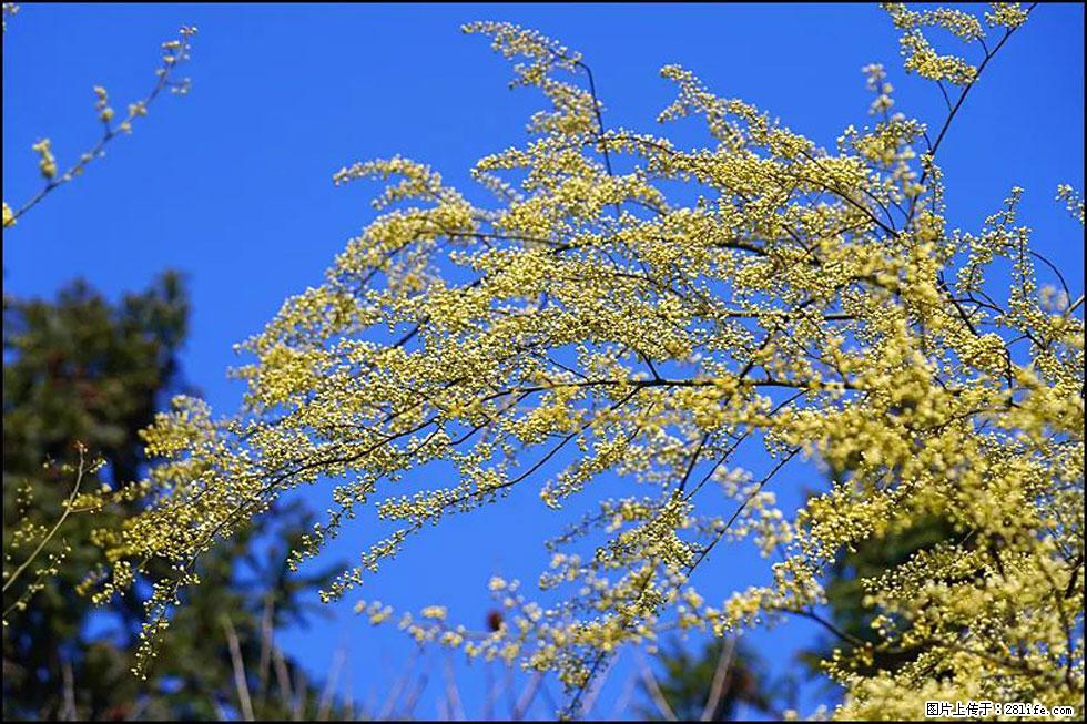 【春天，广西桂林灌阳县向您发出邀请！】米珠山前有片山苍子花在飘香 - 游山玩水 - 凉山生活社区 - 凉山28生活网 liangshan.28life.com