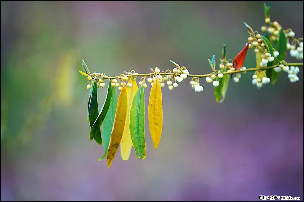 【春天，广西桂林灌阳县向您发出邀请！】米珠山前有片山苍子花在飘香 - 游山玩水 - 凉山生活社区 - 凉山28生活网 liangshan.28life.com