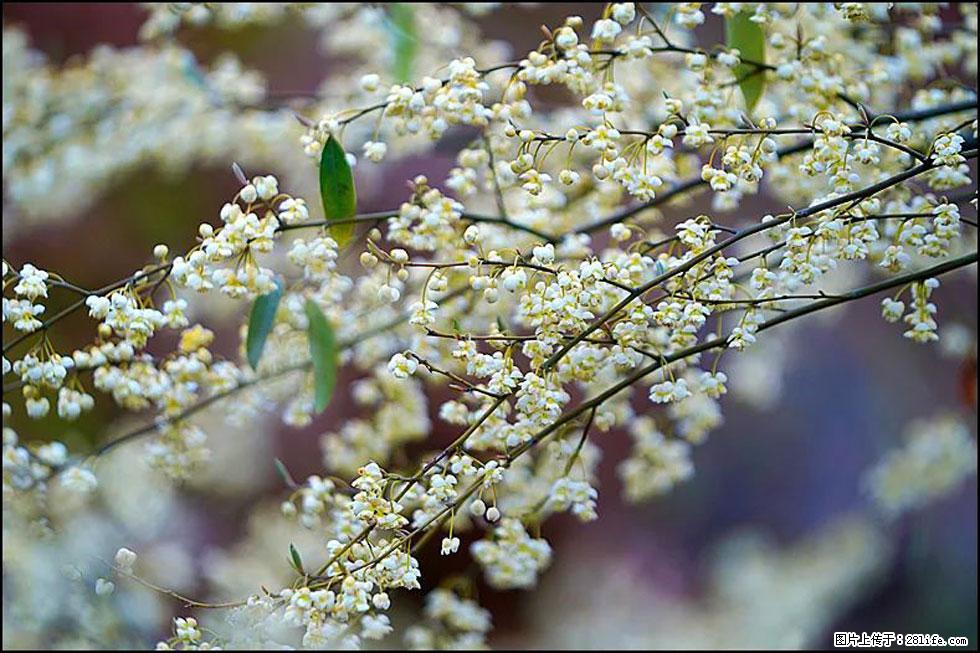 【春天，广西桂林灌阳县向您发出邀请！】米珠山前有片山苍子花在飘香 - 游山玩水 - 凉山生活社区 - 凉山28生活网 liangshan.28life.com