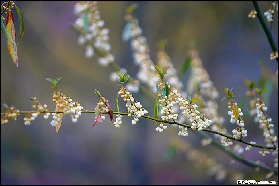 【春天，广西桂林灌阳县向您发出邀请！】米珠山前有片山苍子花在飘香 - 游山玩水 - 凉山生活社区 - 凉山28生活网 liangshan.28life.com