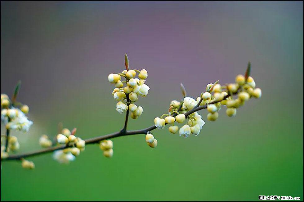 【春天，广西桂林灌阳县向您发出邀请！】米珠山前有片山苍子花在飘香 - 游山玩水 - 凉山生活社区 - 凉山28生活网 liangshan.28life.com