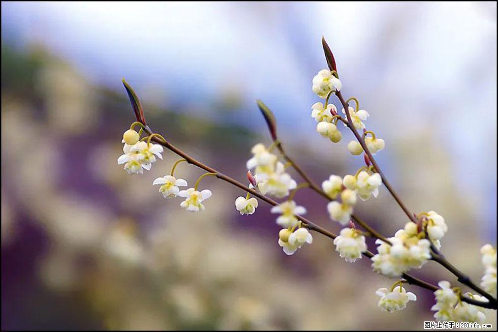 【春天，广西桂林灌阳县向您发出邀请！】米珠山前有片山苍子花在飘香 - 游山玩水 - 凉山生活社区 - 凉山28生活网 liangshan.28life.com