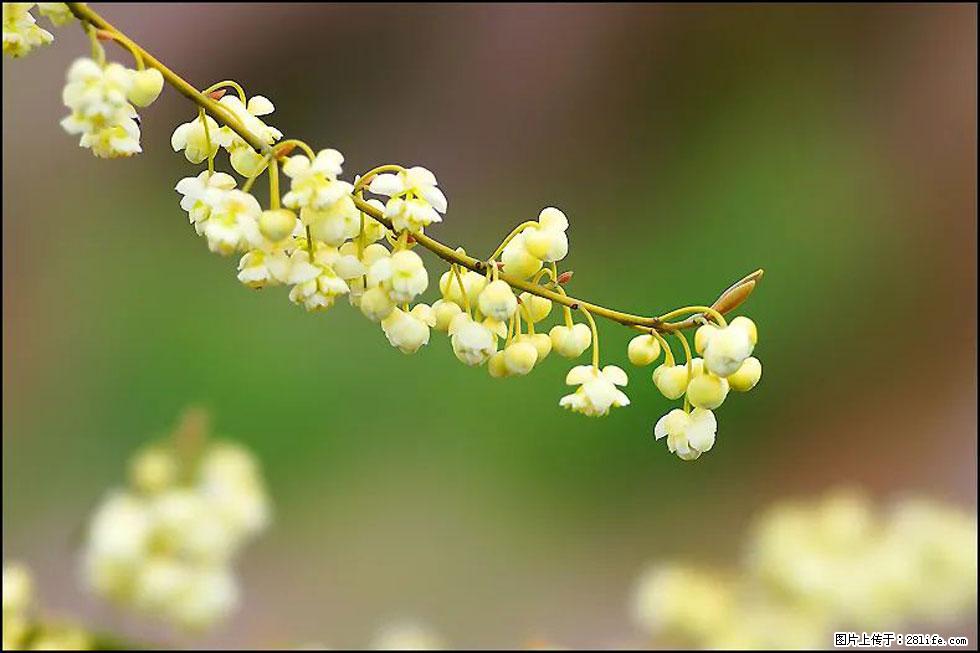 【春天，广西桂林灌阳县向您发出邀请！】米珠山前有片山苍子花在飘香 - 游山玩水 - 凉山生活社区 - 凉山28生活网 liangshan.28life.com