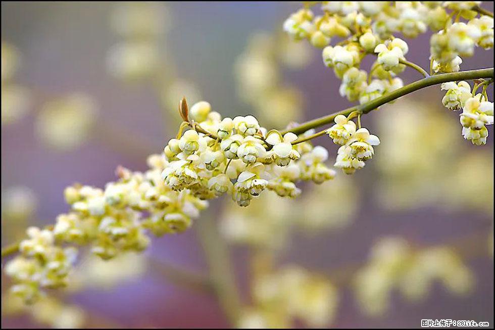 【春天，广西桂林灌阳县向您发出邀请！】米珠山前有片山苍子花在飘香 - 游山玩水 - 凉山生活社区 - 凉山28生活网 liangshan.28life.com