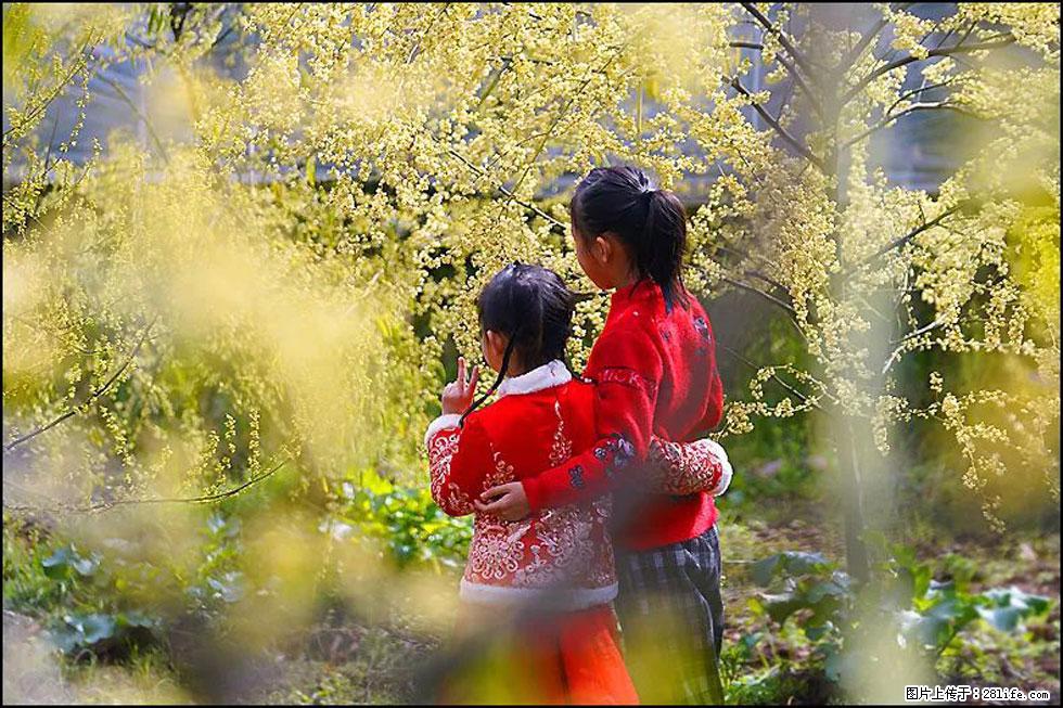 【春天，广西桂林灌阳县向您发出邀请！】米珠山前有片山苍子花在飘香 - 游山玩水 - 凉山生活社区 - 凉山28生活网 liangshan.28life.com