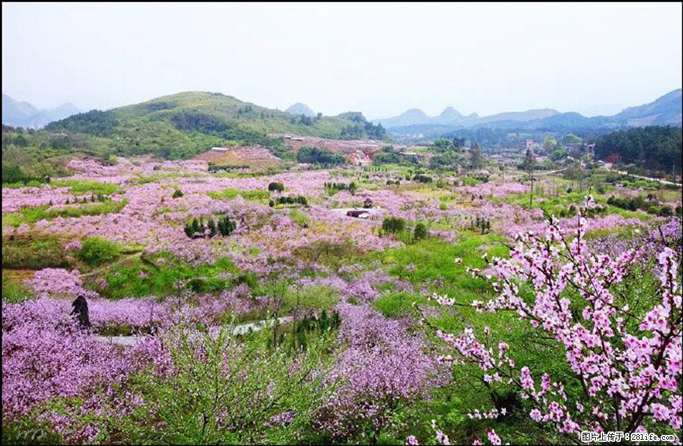 【春天,广西桂林灌阳县向您发出邀请!】官庄村有个醉美的桃花园 - 游山玩水 - 凉山生活社区 - 凉山28生活网 liangshan.28life.com