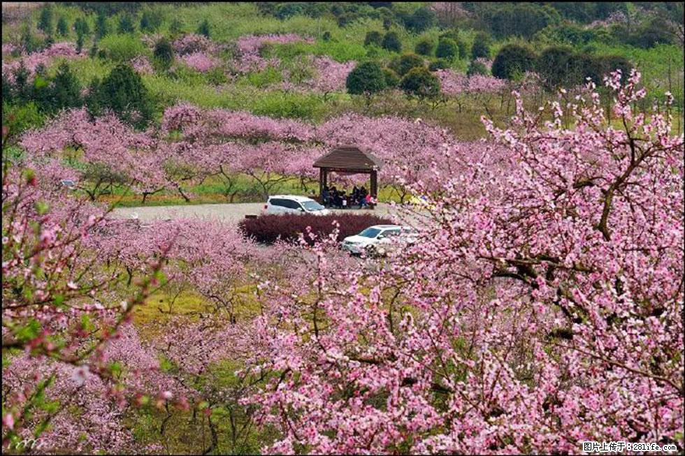 【春天,广西桂林灌阳县向您发出邀请!】官庄村有个醉美的桃花园 - 游山玩水 - 凉山生活社区 - 凉山28生活网 liangshan.28life.com