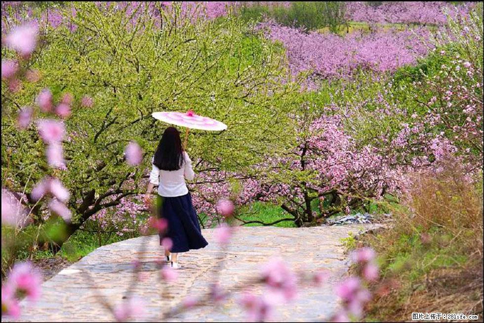 【春天,广西桂林灌阳县向您发出邀请!】官庄村有个醉美的桃花园 - 游山玩水 - 凉山生活社区 - 凉山28生活网 liangshan.28life.com