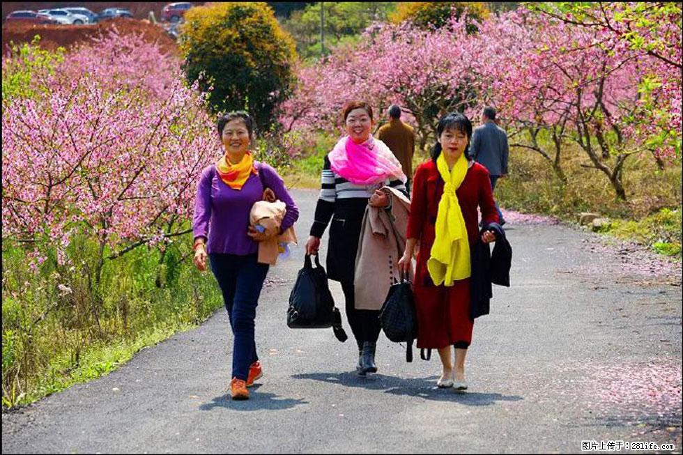 【春天,广西桂林灌阳县向您发出邀请!】官庄村有个醉美的桃花园 - 游山玩水 - 凉山生活社区 - 凉山28生活网 liangshan.28life.com