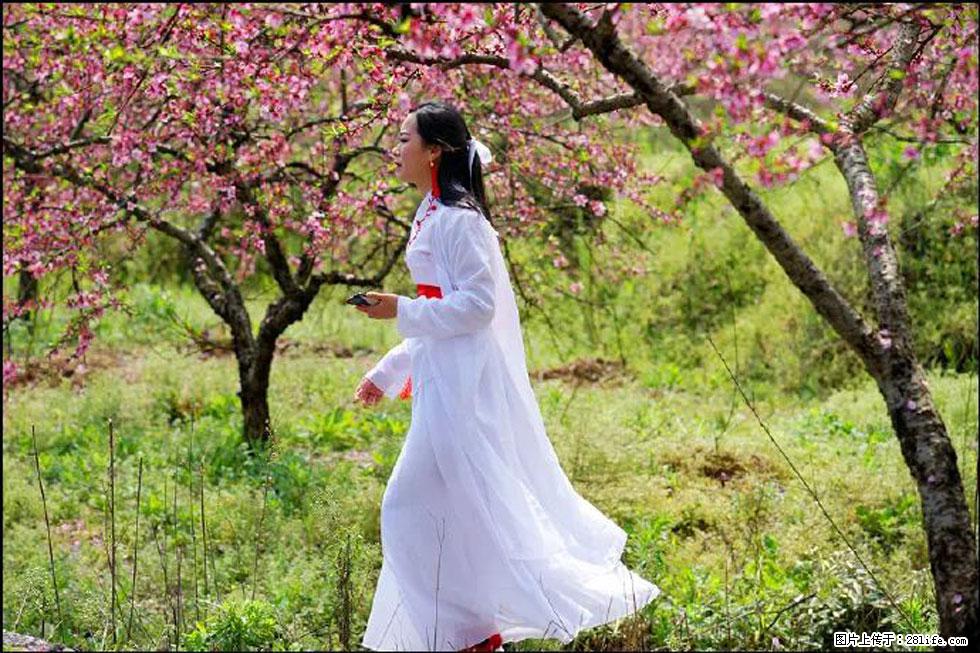 【春天,广西桂林灌阳县向您发出邀请!】官庄村有个醉美的桃花园 - 游山玩水 - 凉山生活社区 - 凉山28生活网 liangshan.28life.com