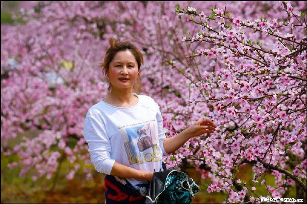 【春天,广西桂林灌阳县向您发出邀请!】官庄村有个醉美的桃花园 - 游山玩水 - 凉山生活社区 - 凉山28生活网 liangshan.28life.com