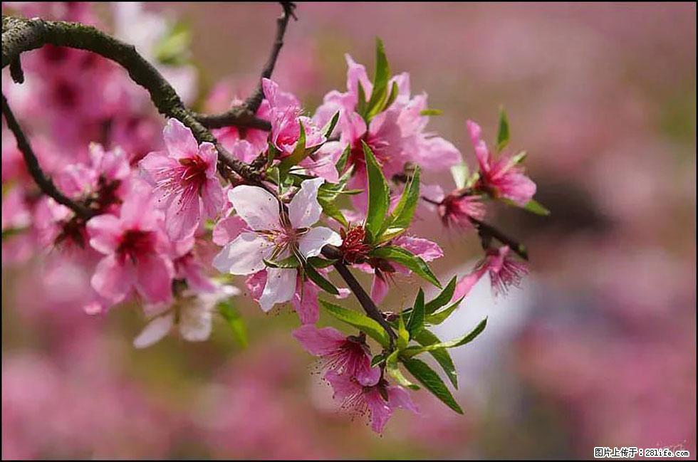 【春天,广西桂林灌阳县向您发出邀请!】官庄村有个醉美的桃花园 - 游山玩水 - 凉山生活社区 - 凉山28生活网 liangshan.28life.com