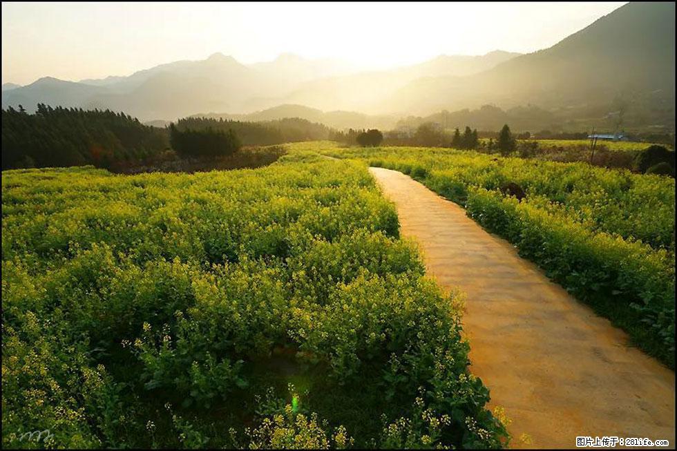 【春天，广西桂林灌阳县向您发出邀请！】长坪村油菜盛情花开 - 游山玩水 - 凉山生活社区 - 凉山28生活网 liangshan.28life.com