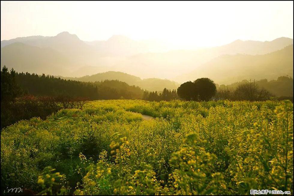 【春天，广西桂林灌阳县向您发出邀请！】长坪村油菜盛情花开 - 游山玩水 - 凉山生活社区 - 凉山28生活网 liangshan.28life.com