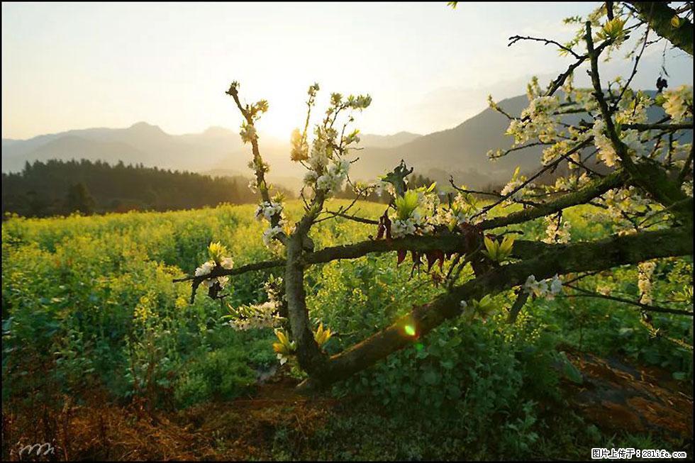 【春天，广西桂林灌阳县向您发出邀请！】长坪村油菜盛情花开 - 游山玩水 - 凉山生活社区 - 凉山28生活网 liangshan.28life.com