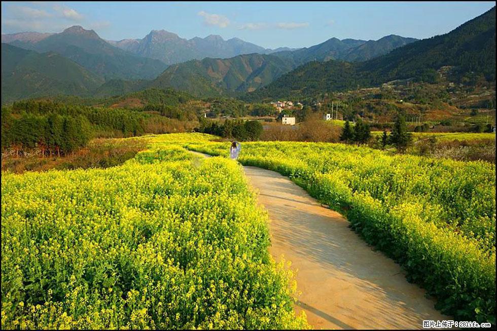 【春天，广西桂林灌阳县向您发出邀请！】长坪村油菜盛情花开 - 游山玩水 - 凉山生活社区 - 凉山28生活网 liangshan.28life.com