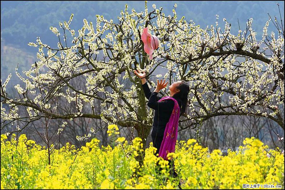 【春天，广西桂林灌阳县向您发出邀请！】长坪村油菜盛情花开 - 游山玩水 - 凉山生活社区 - 凉山28生活网 liangshan.28life.com