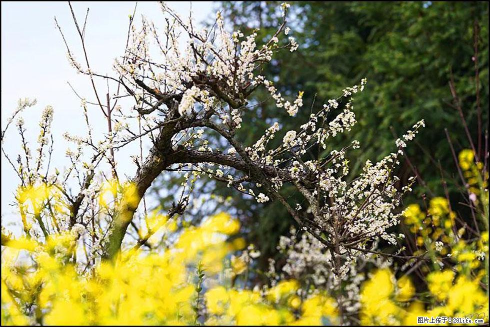 【春天，广西桂林灌阳县向您发出邀请！】长坪村油菜盛情花开 - 游山玩水 - 凉山生活社区 - 凉山28生活网 liangshan.28life.com