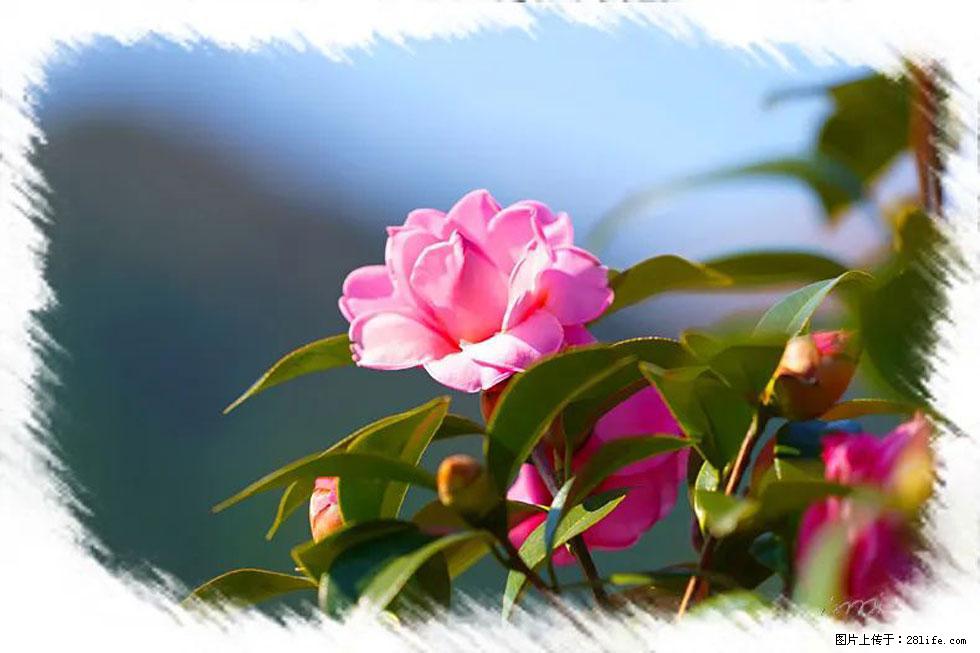 【春天，广西桂林灌阳县向您发出邀请！】杨柳井茶花惹人爱 - 游山玩水 - 凉山生活社区 - 凉山28生活网 liangshan.28life.com