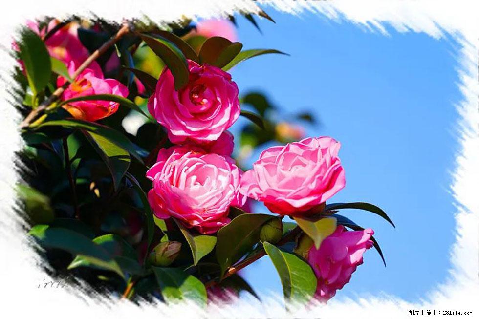 【春天，广西桂林灌阳县向您发出邀请！】杨柳井茶花惹人爱 - 游山玩水 - 凉山生活社区 - 凉山28生活网 liangshan.28life.com