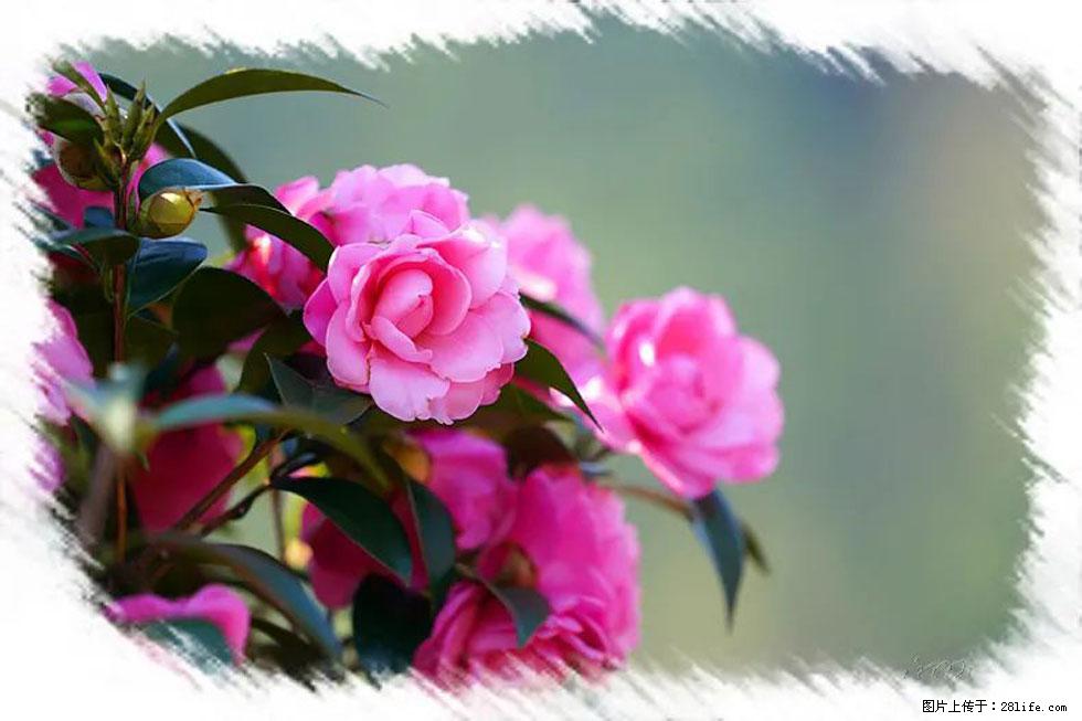 【春天，广西桂林灌阳县向您发出邀请！】杨柳井茶花惹人爱 - 游山玩水 - 凉山生活社区 - 凉山28生活网 liangshan.28life.com