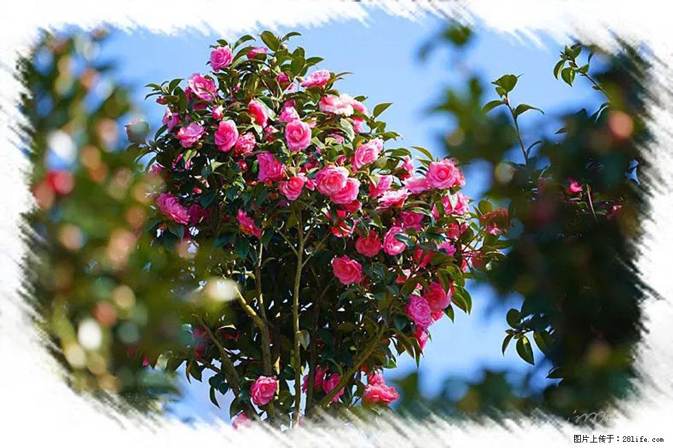 【春天，广西桂林灌阳县向您发出邀请！】杨柳井茶花惹人爱 - 游山玩水 - 凉山生活社区 - 凉山28生活网 liangshan.28life.com