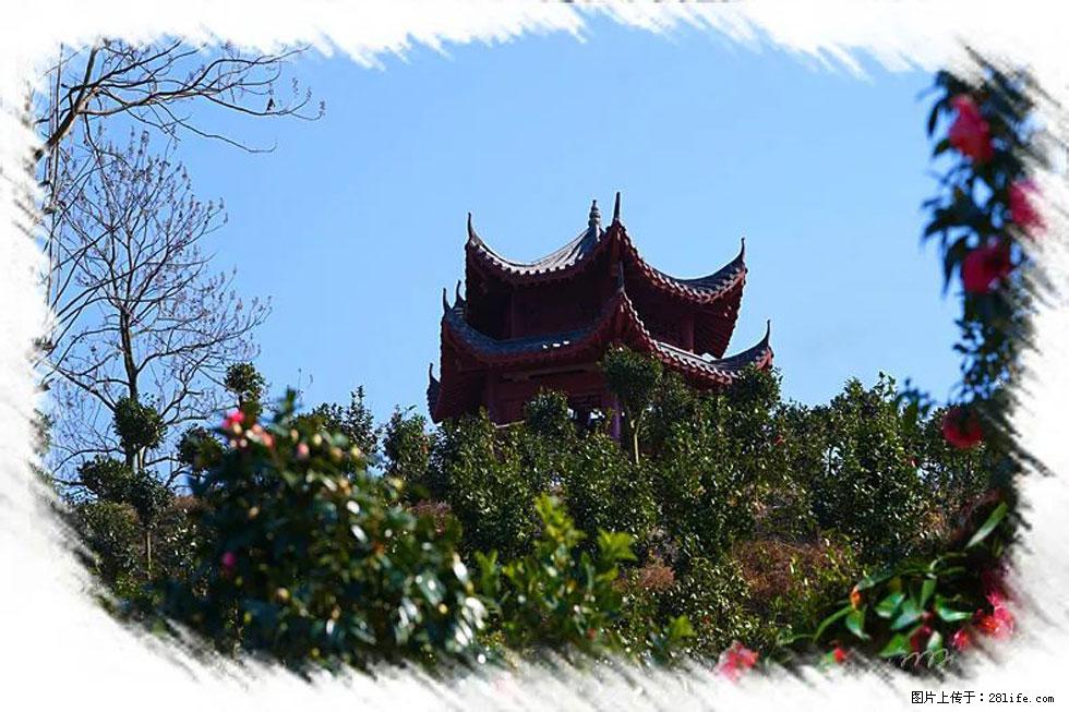 【春天，广西桂林灌阳县向您发出邀请！】杨柳井茶花惹人爱 - 游山玩水 - 凉山生活社区 - 凉山28生活网 liangshan.28life.com