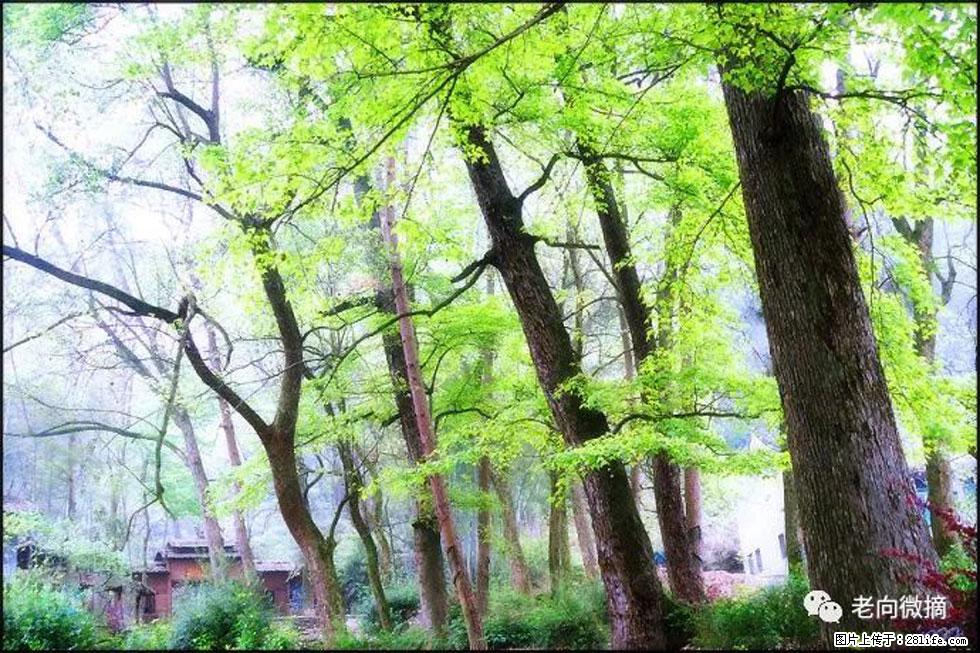 【春天，广西桂林灌阳县向您发出邀请！】在小龙村与春天约会 - 游山玩水 - 凉山生活社区 - 凉山28生活网 liangshan.28life.com