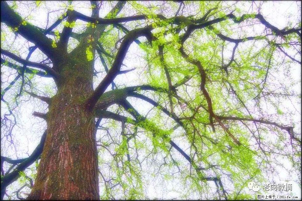 【春天，广西桂林灌阳县向您发出邀请！】在小龙村与春天约会 - 游山玩水 - 凉山生活社区 - 凉山28生活网 liangshan.28life.com