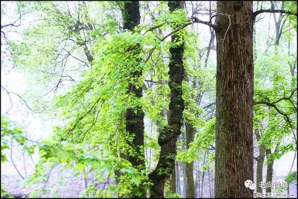 【春天，广西桂林灌阳县向您发出邀请！】在小龙村与春天约会 - 游山玩水 - 凉山生活社区 - 凉山28生活网 liangshan.28life.com