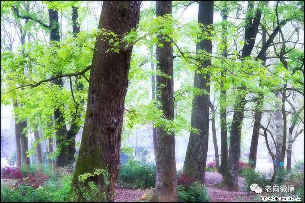 【春天，广西桂林灌阳县向您发出邀请！】在小龙村与春天约会 - 游山玩水 - 凉山生活社区 - 凉山28生活网 liangshan.28life.com