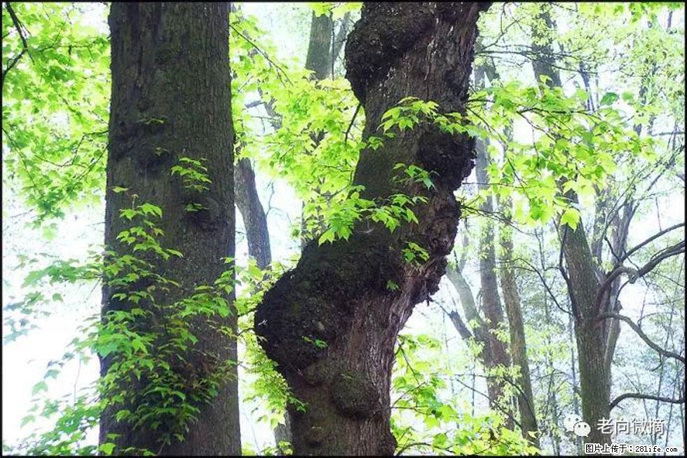 【春天，广西桂林灌阳县向您发出邀请！】在小龙村与春天约会 - 游山玩水 - 凉山生活社区 - 凉山28生活网 liangshan.28life.com