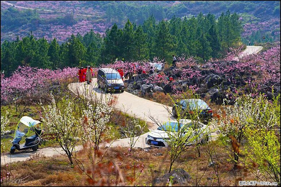 【春天，广西桂林灌阳县向您发出邀请！】望月岭上桃花开 - 游山玩水 - 凉山生活社区 - 凉山28生活网 liangshan.28life.com
