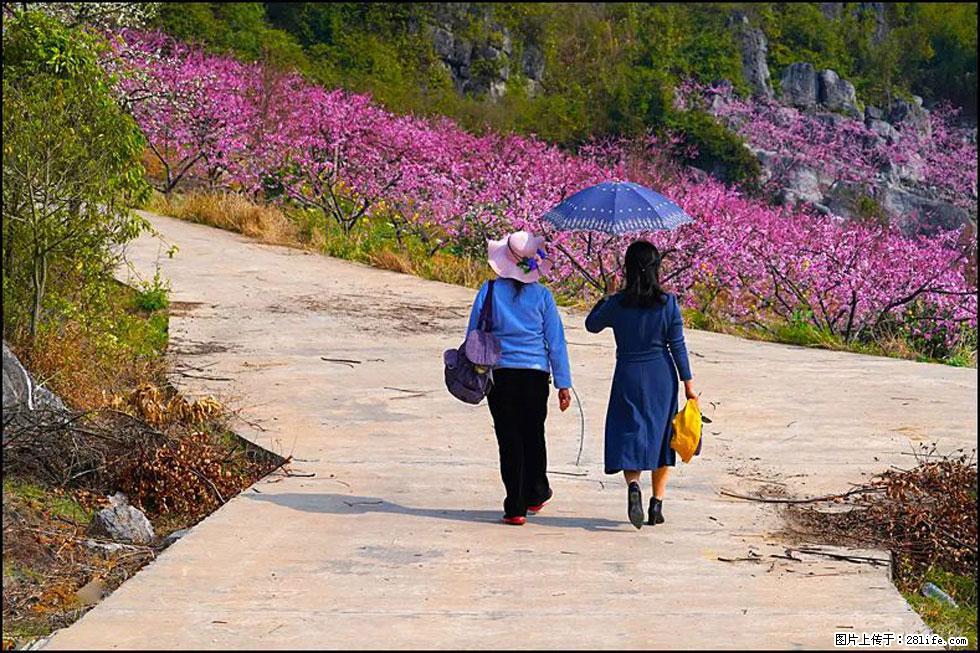 【春天，广西桂林灌阳县向您发出邀请！】望月岭上桃花开 - 游山玩水 - 凉山生活社区 - 凉山28生活网 liangshan.28life.com