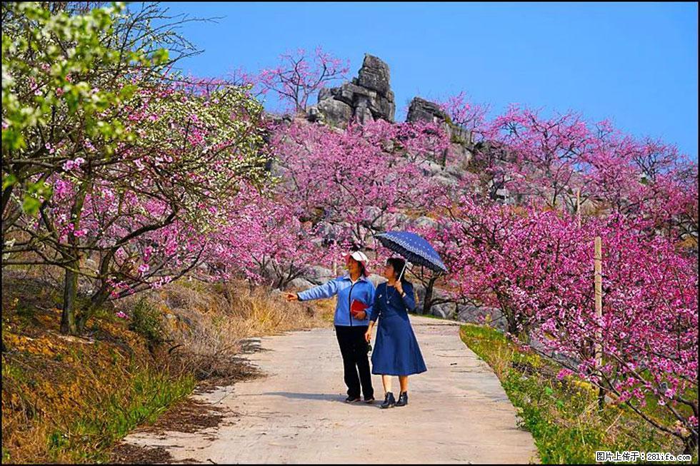 【春天，广西桂林灌阳县向您发出邀请！】望月岭上桃花开 - 游山玩水 - 凉山生活社区 - 凉山28生活网 liangshan.28life.com