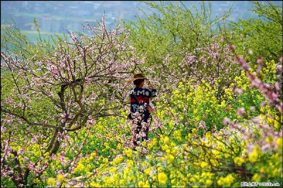 【春天，广西桂林灌阳县向您发出邀请！】望月岭上桃花开 - 游山玩水 - 凉山生活社区 - 凉山28生活网 liangshan.28life.com