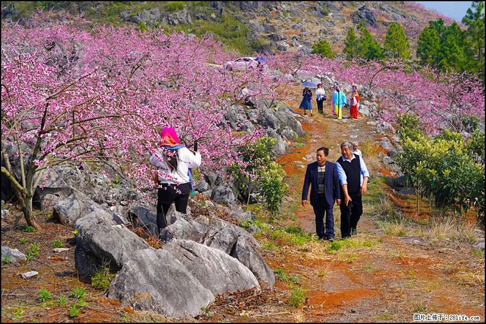 【春天，广西桂林灌阳县向您发出邀请！】望月岭上桃花开 - 游山玩水 - 凉山生活社区 - 凉山28生活网 liangshan.28life.com