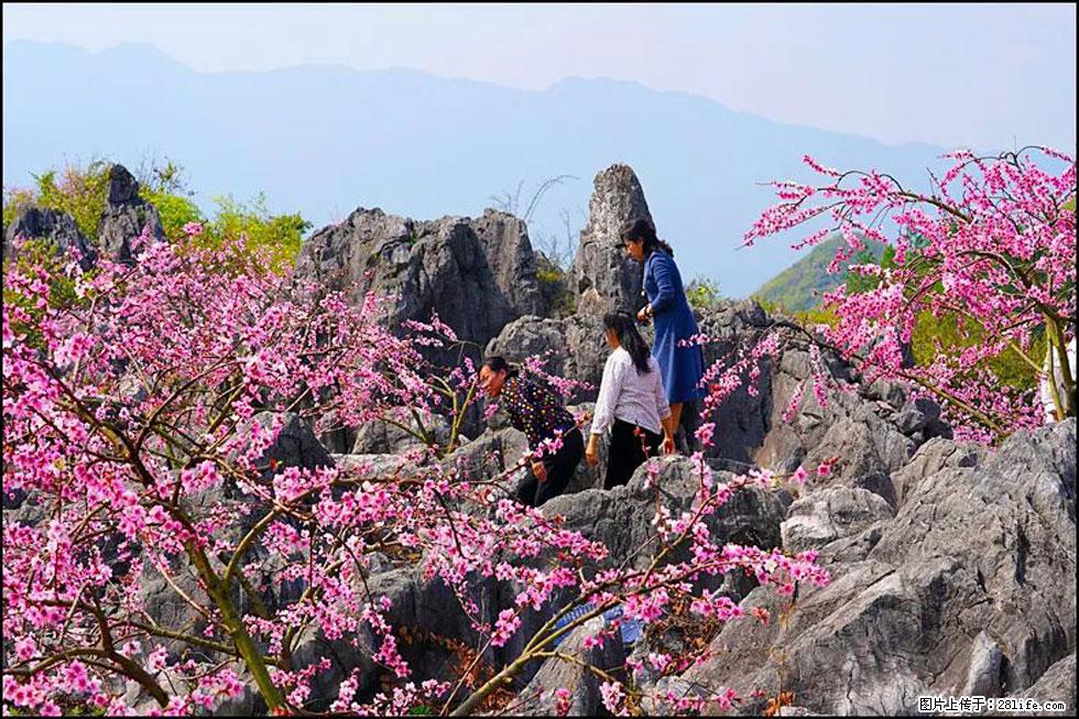 【春天，广西桂林灌阳县向您发出邀请！】望月岭上桃花开 - 游山玩水 - 凉山生活社区 - 凉山28生活网 liangshan.28life.com