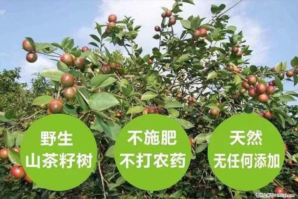 【灌阳县油茶产业示范区】一个有着充实的精神生活的人,对待身外之物自会有一种淡泊的态度 - 土特产 - 饮食特产 - 凉山分类信息 - 凉山28生活网 liangshan.28life.com