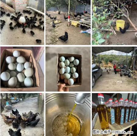 油茶园从小鸡仔开始养起的纯土鸡、土鸡蛋可以预定啦!还有前几天刚榨的纯山茶油哦 - 土特产 - 饮食特产 - 凉山分类信息 - 凉山28生活网 liangshan.28life.com