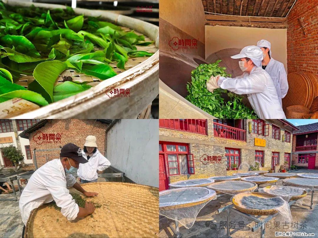 时间果百年古树龙珠普洱生茶 - 购物交流 - 凉山生活社区 - 凉山28生活网 liangshan.28life.com