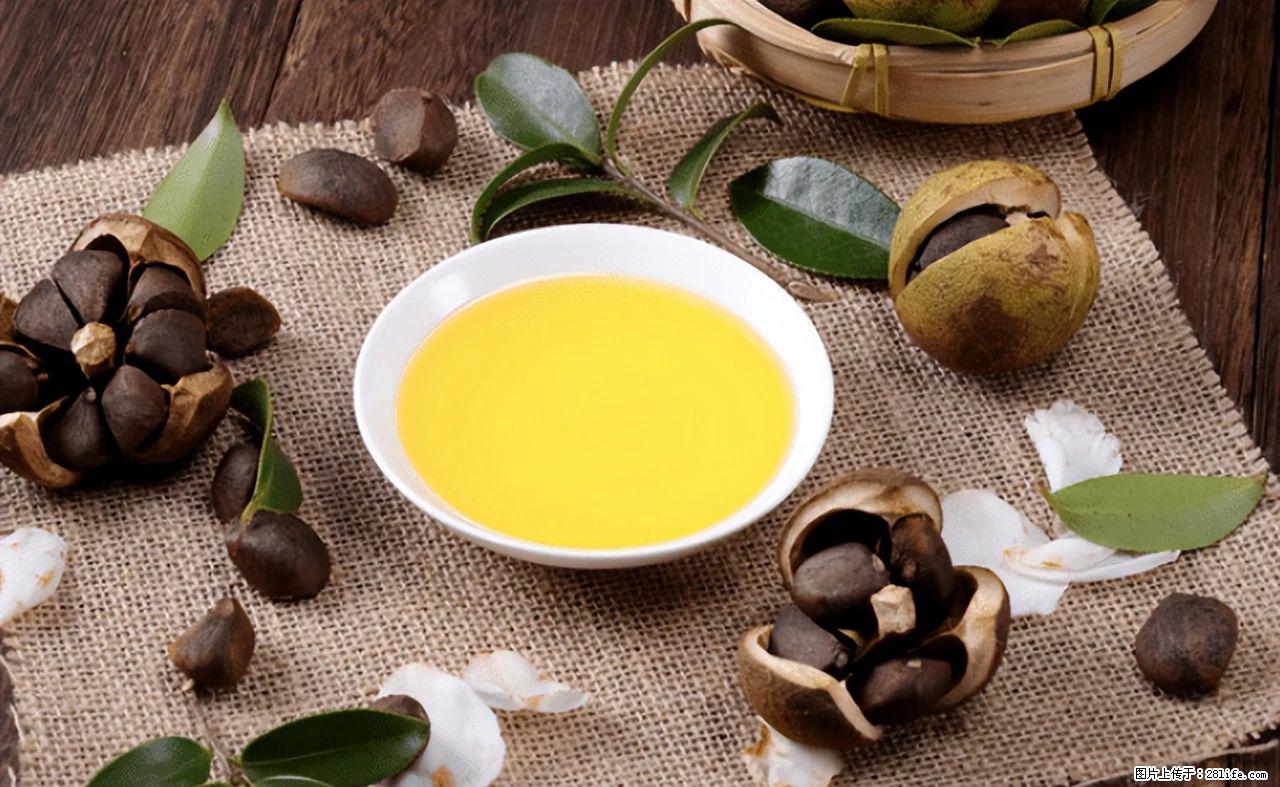 揭秘茶油的5大核心营养成分！被称为人体健康的“守护盾”！ - 凉山生活资讯 - 凉山28生活网 liangshan.28life.com