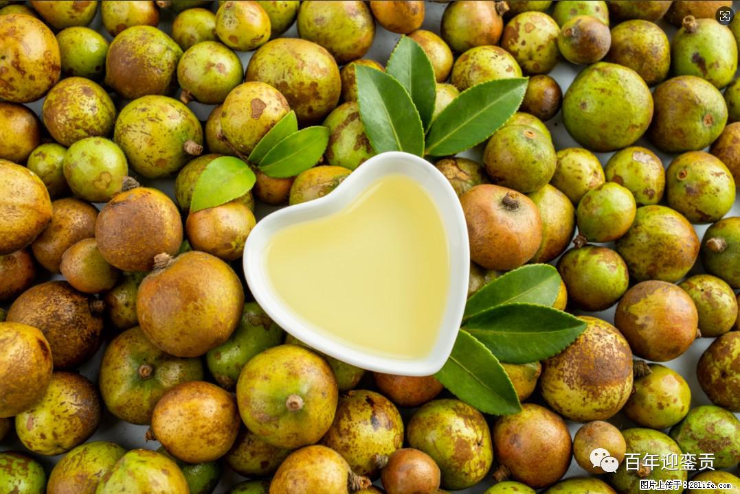 世界没有真相，只有认知，最好的食用油是中国的山茶油！ - 凉山生活资讯 - 凉山28生活网 liangshan.28life.com