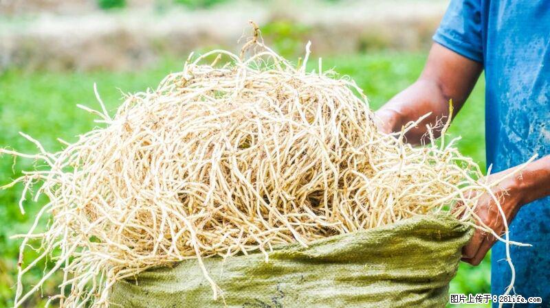 堪称“最难吃”的蔬菜，却是 “抗辐射神器”，还能护肺、清热、止咳化痰！ - 凉山生活资讯 - 凉山28生活网 liangshan.28life.com