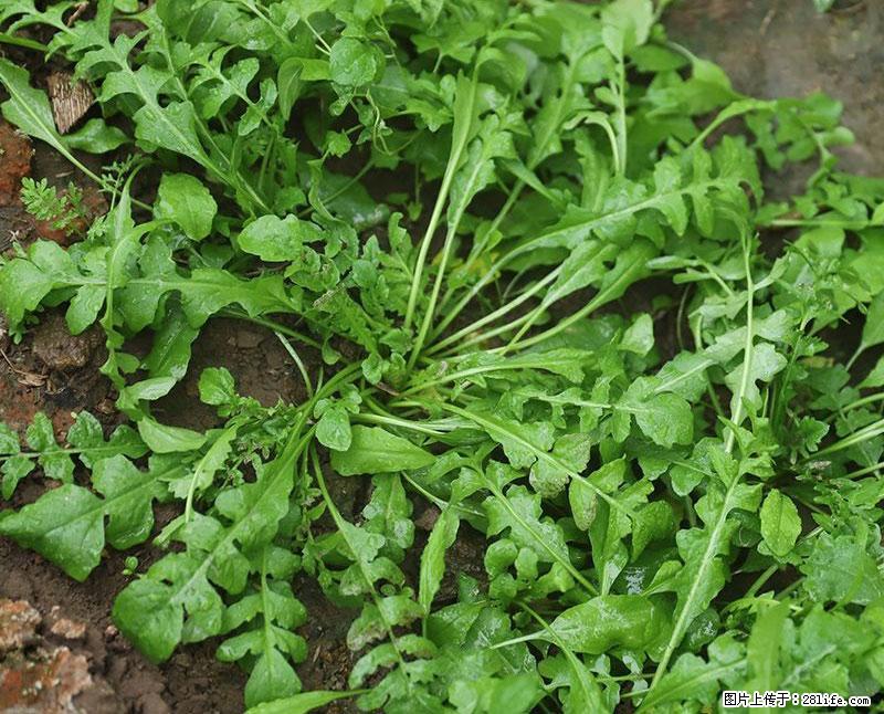 这些蔬菜是“天然钙片”，这6种被医生重点推荐 - 凉山生活资讯 - 凉山28生活网 liangshan.28life.com